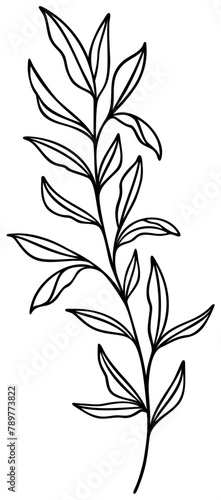 Leaf Line Art | Leafy Branch Growing | Delicate Botanical Leaves | Nature Vector Illustration