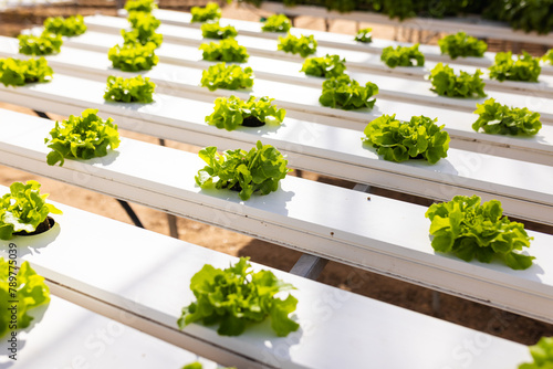 Rows of green lettuce growing in white hydroponic channels in a greenhouse, basking in sunlight photo
