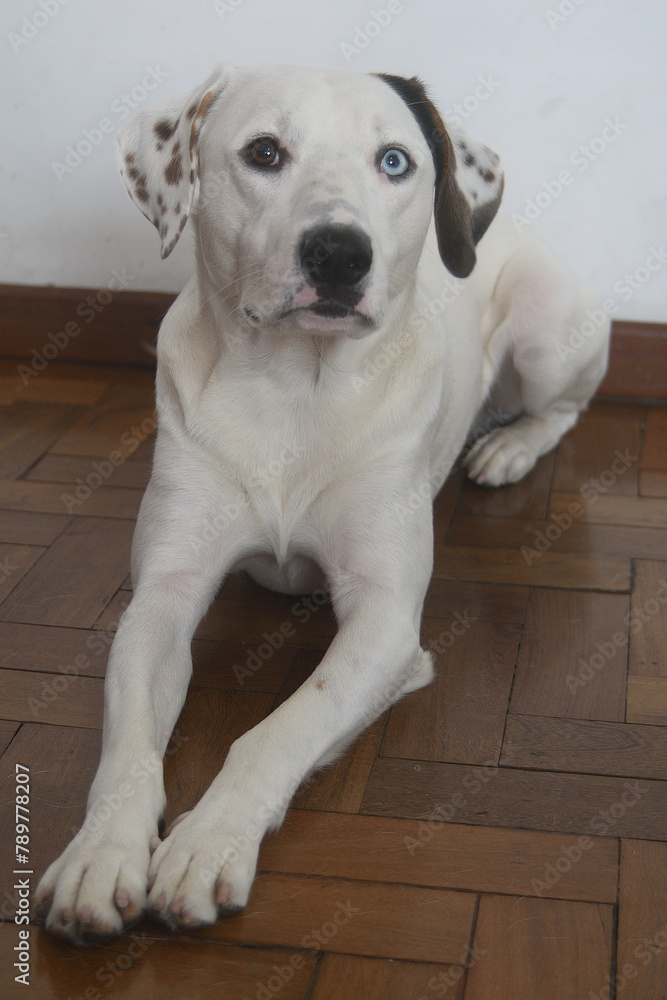 cachorro Branco com heterocromia
