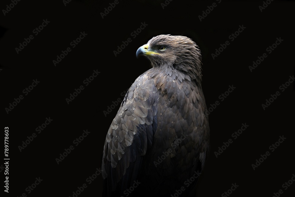 portrait of a eagle portrait of a eagle