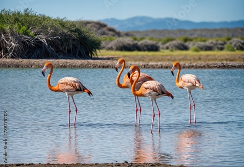 Flamboyant Flamingos Flocking in Lake