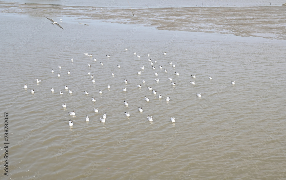 Views of Many seagulls were searching for food on the surface of the water and mud on the sea with natural background in Thailand. Views of Many seagulls were searching for food on the surface of the water and mud on the sea with natural background in Thailand.