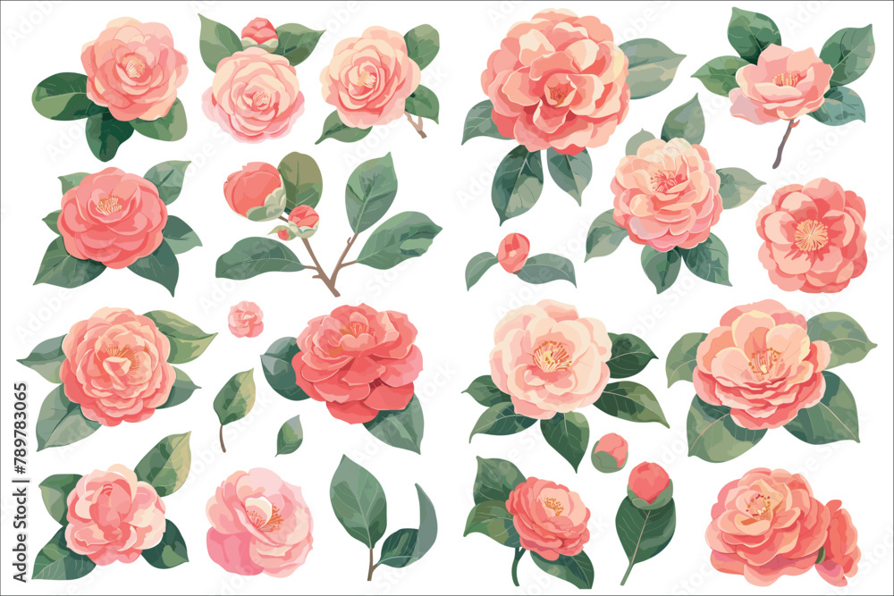 Beautiful Camellias flower illustration, Set of camellias flowers ...