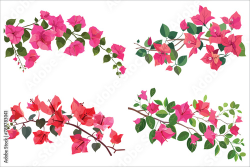 Bougainvillea flowers leaves and branches, Pink Bougainvillea flowers, Bougainvillea Flower Illustration on White Background