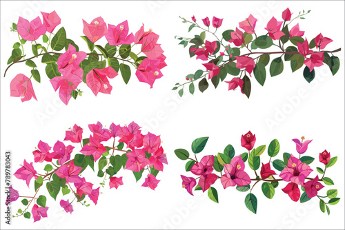 Bougainvillea flowers leaves and branches, Pink Bougainvillea flowers, Bougainvillea Flower Illustration on White Background