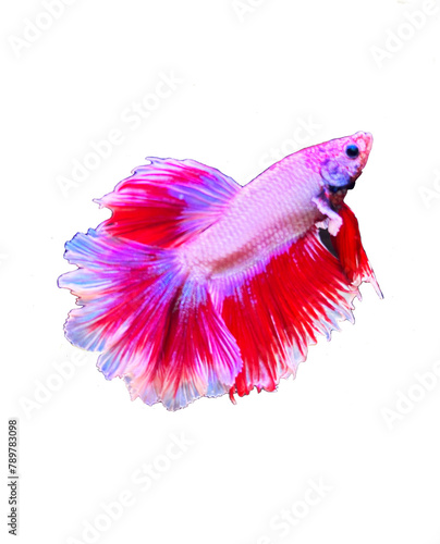 Siamese Fighting fish has a vibrant body with flowing red fins