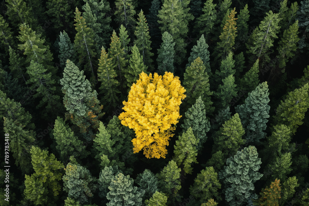 A solitary yellow deciduous tree stands out amid a sea of evergreen conifers, highlighting the striking contrast of autumn colors in the forest. A solitary yellow deciduous tree stands out amid a sea of evergreen conifers, highlighting the striking contrast of autumn colors in the forest.