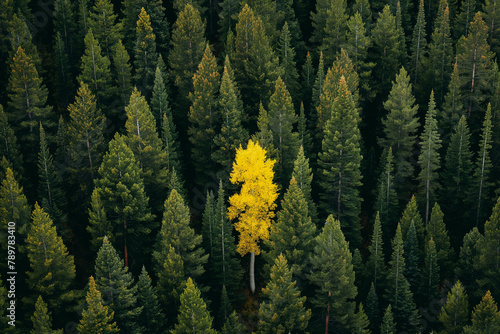 A solitary yellow deciduous tree stands out amid a sea of evergreen conifers, highlighting the striking contrast of autumn colors in the forest.