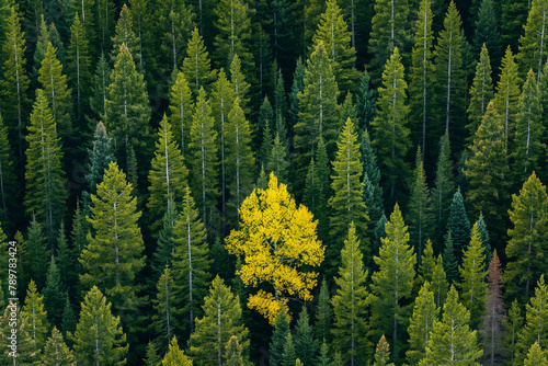 A solitary yellow deciduous tree stands out amid a sea of evergreen conifers, highlighting the striking contrast of autumn colors in the forest.