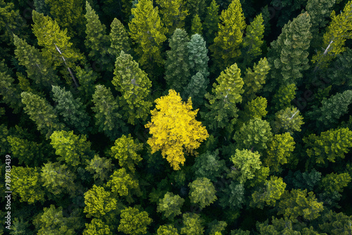 A stunning aerial view of a dense green forest with a single yellow tree standing out, symbolizing uniqueness and the beauty of diversity.