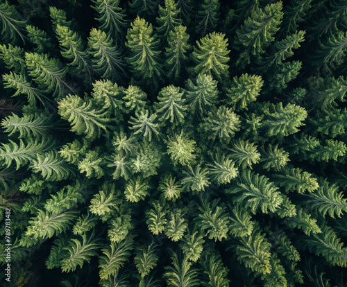 An aerial shot captures the intricate, natural patterns of a dense coniferous forest, showcasing the beauty of the wilderness from above.