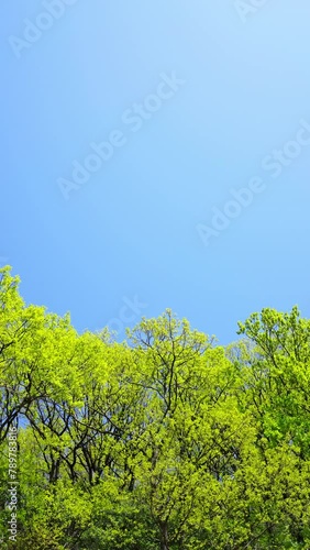 新緑　青空　縦長　ビデオ