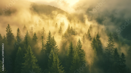 Early morning sun rays break through the mist in a mountain forest, casting a warm glow that gently awakens the dense canopy of trees, creating a serene and dreamlike atmosphere.