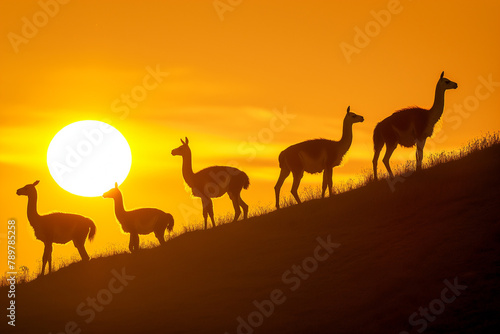 The golden hour casts serene silhouettes of a herd of guanacos on a hillside  capturing the tranquil end of a day in the wild.