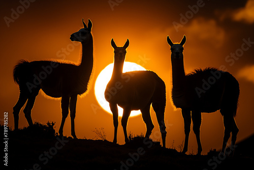 Silhouetted against a fiery sunset sky  a group of llamas stand in profile on the horizon  embodying the tranquil end of a day in the wild.