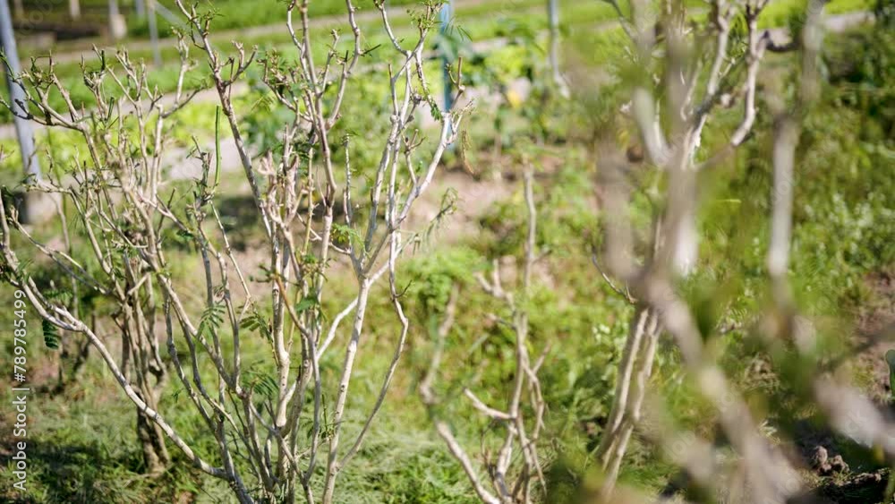 Acacia pennata. home garden vegetable in Thailand. Acacia pennata. home garden vegetable in Thailand.