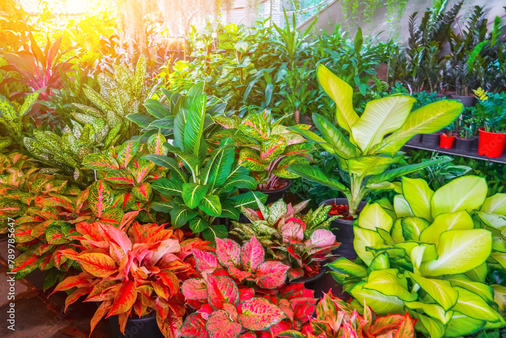 Fototapeta premium Various types and colors aglaonema leaves with green edge, with leaves. Natural natural fresh texture.