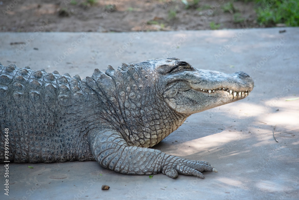 Alligators have a long, rounded snout that has upward facing nostrils at the end. Alligators have a long, rounded snout that has upward facing nostrils at the end.