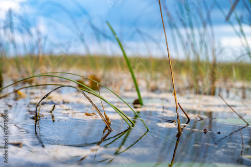 low level view along the water surface of wetland swamp in the Everglades National Park photo