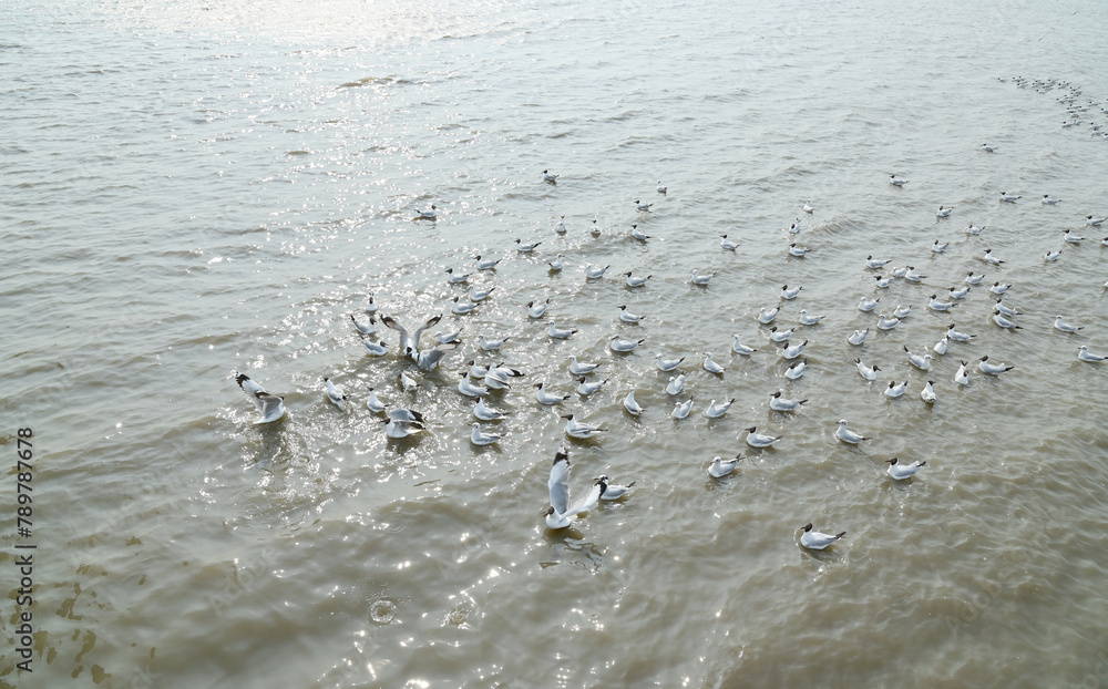 Views of Many seagulls were searching for food on the surface of the water and mud on the sea with natural background in Thailand. Views of Many seagulls were searching for food on the surface of the water and mud on the sea with natural background in Thailand.