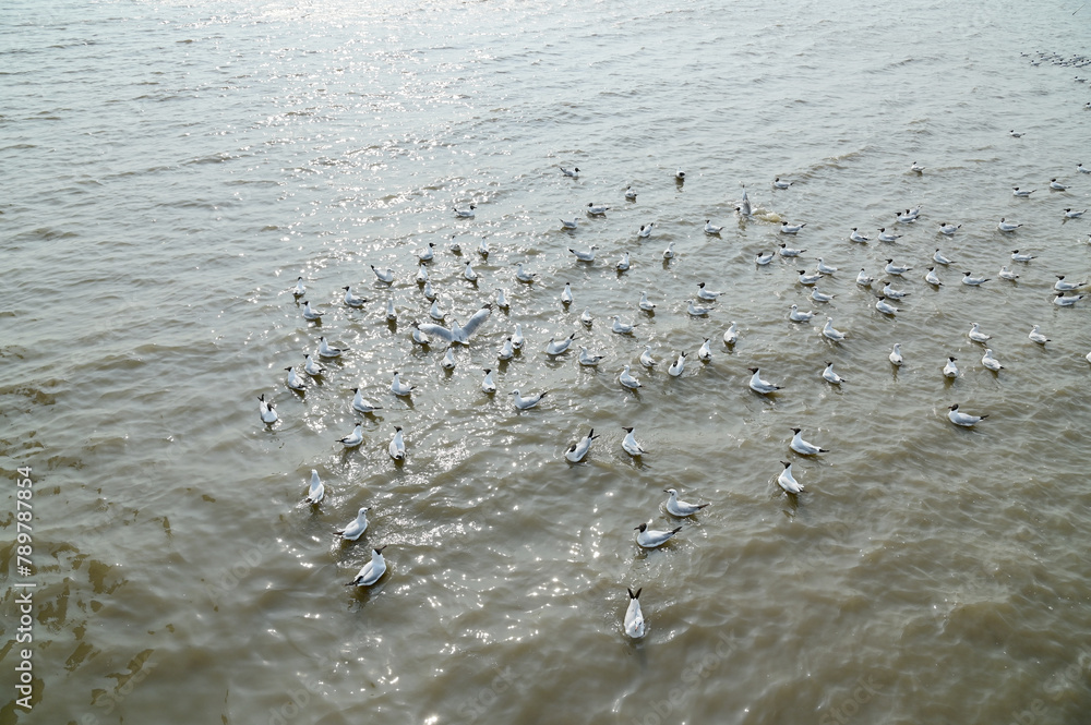 Views of Many seagulls were searching for food on the surface of the water and mud on the sea with natural background in Thailand. Views of Many seagulls were searching for food on the surface of the water and mud on the sea with natural background in Thailand.