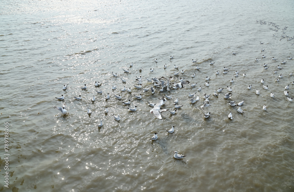 Views of Many seagulls were searching for food on the surface of the water and mud on the sea with natural background in Thailand. Views of Many seagulls were searching for food on the surface of the water and mud on the sea with natural background in Thailand.