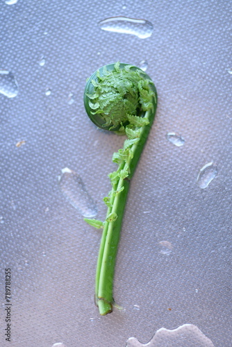 Fiddlehead Fern Fiddlehead a collective term for edible wild plants that grow in mountains or fields. photo