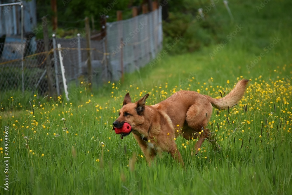Naklejka premium a red shepherd dog with a red toy in its mouth runs along the green grass
