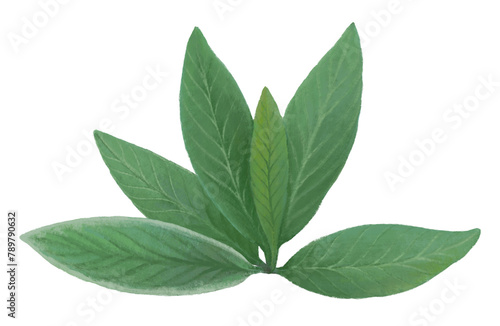 Sage herb leaf png sticker, healthy food, transparent background