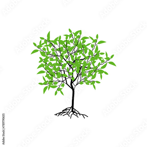 longan tree vector isolated, tree in the yard.