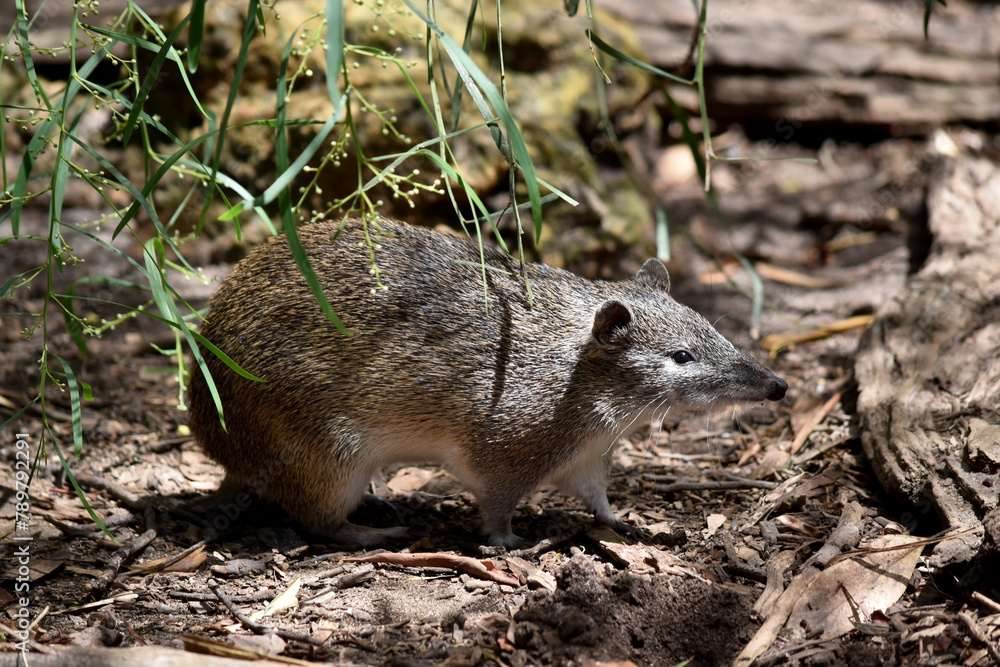 Southern brown Bandicoots are about the size of a rabbit, and have a pointy snout, humped back, thin tail and large hind feet Southern brown Bandicoots are about the size of a rabbit, and have a pointy snout, humped back, thin tail and large hind feet