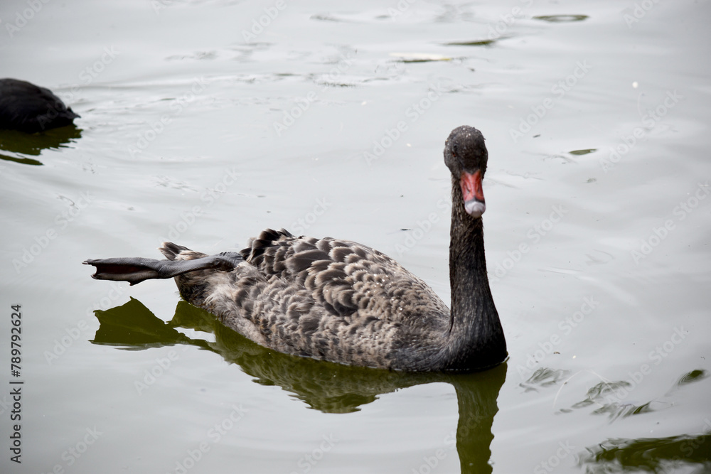 the black swan has black feathers edged with white on its back and is all black on the head and neck. It has a red beak with a white stripe and red eyes the black swan has black feathers edged with white on its back and is all black on the head and neck. It has a red beak with a white stripe and red eyes