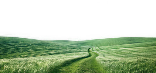 Leinwandbilder Olivgrün natural greenery grassland landscape on transparent background  © starlineart