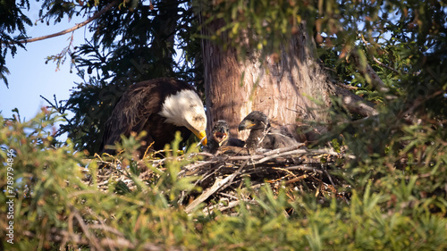 An American Bald Eagle feeding two eaglets in a tree
