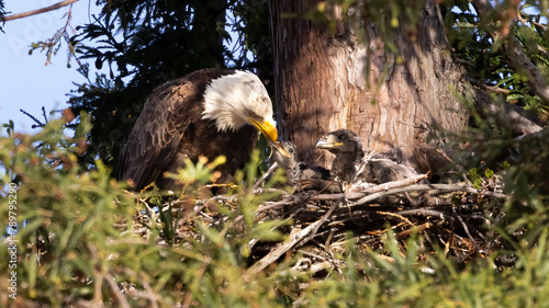 An American Bald Eagle feeding two eaglets in a tree