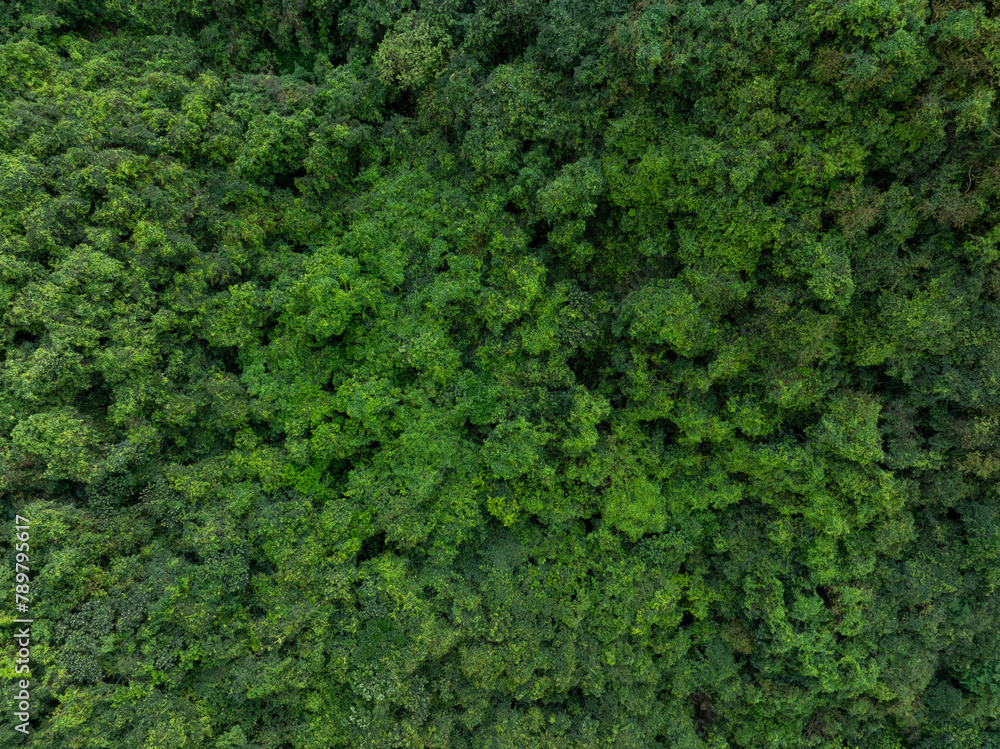 Aerial view of trail hiding in beautiful tropical forest mountain landscape in spring