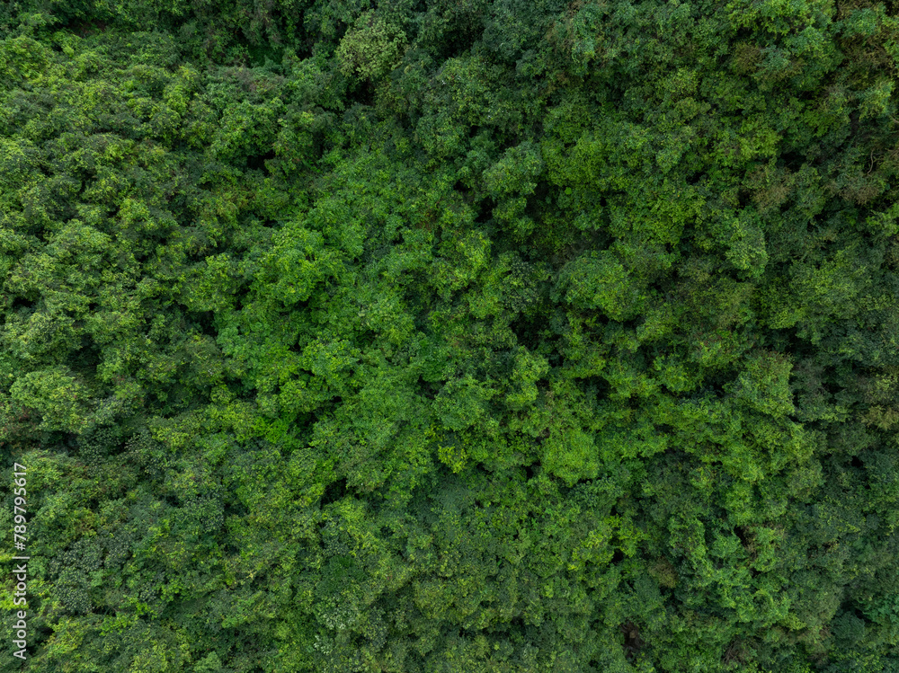 Aerial view of trail hiding in beautiful tropical forest mountain landscape in spring Aerial view of trail hiding in beautiful tropical forest mountain landscape in spring