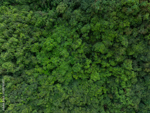 Aerial view of trail hiding in beautiful tropical forest mountain landscape in spring