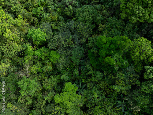 Aerial view of beautiful tropical forest mountain landscape in summer © lzf