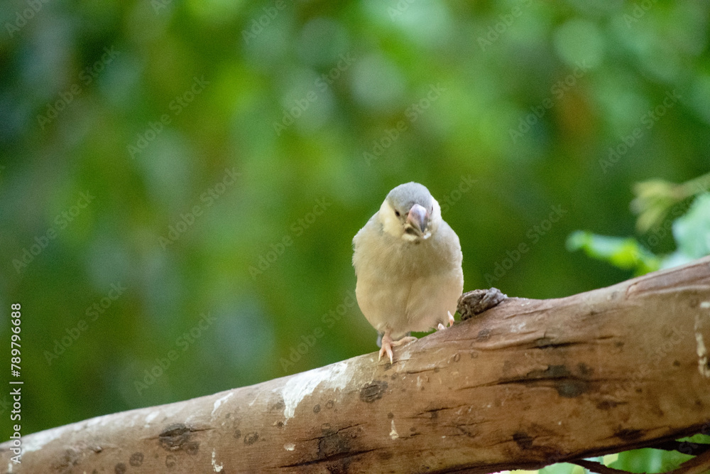 the young Java sparrow still has a grey beak, when in matures the beak will be red the young Java sparrow still has a grey beak, when in matures the beak will be red
