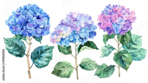 Watercolor hydrangea clipart with clusters of blue, purple, and pink flowers #789800094