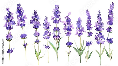 Watercolor lavender clipart with delicate purple flowers and green stems