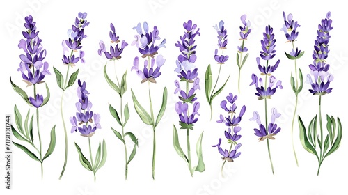 Watercolor lavender clipart with delicate purple flowers and green stems