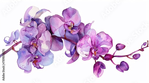 Watercolor orchid clipart featuring exotic blooms in purple and pink hues
