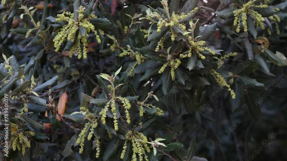 Quercus ilex is an evergreen tree native to the Mediterranean basin ...