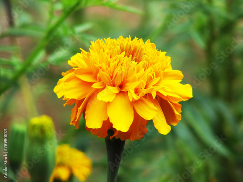 Marigold plants in bloom with beautiful yellow flowers