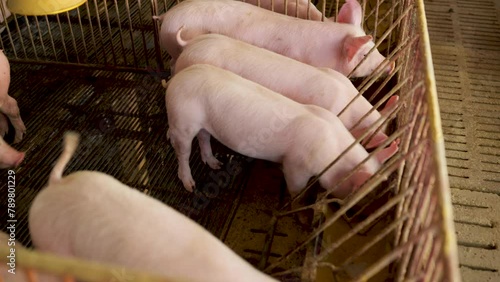 Pig feeding trough in a dirty barn.