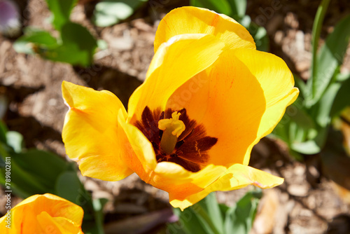 Closeup of yellow tulip in a spring garden