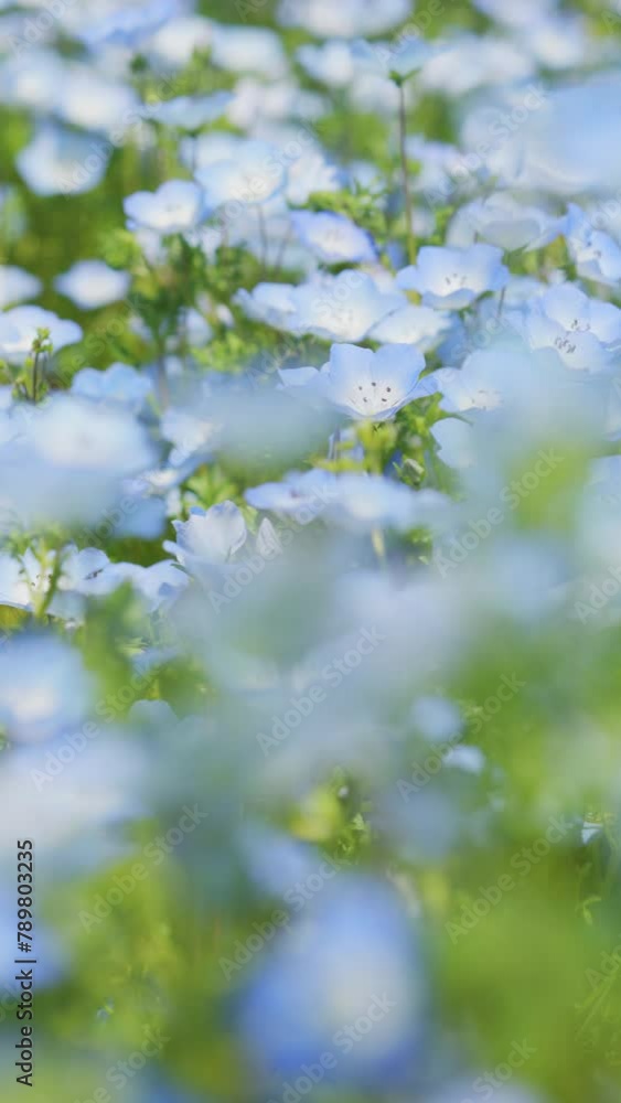Blooming blue nemophila flowers in Hitachi Seaside Park in Ibaraki Prefecture in Japan in Spring, Nobody Blooming blue nemophila flowers in Hitachi Seaside Park in Ibaraki Prefecture in Japan in Spring, Nobody