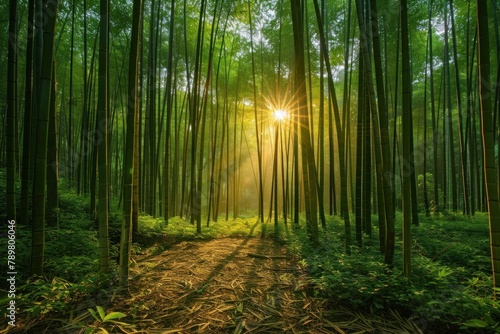 Tranquil bamboo forests with sunlight streaming through the tall stalks, casting intricate shadows on the ground.